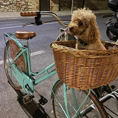 La Primula Forte dei Marmi