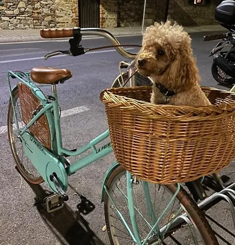 La Primula Forte dei Marmi